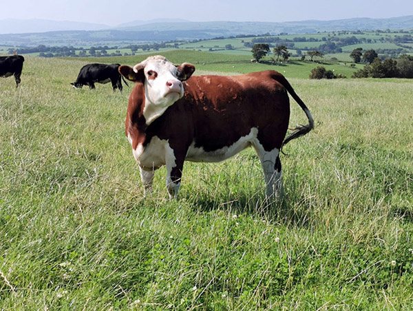 Pearson Farming beef cow photographed on the farm